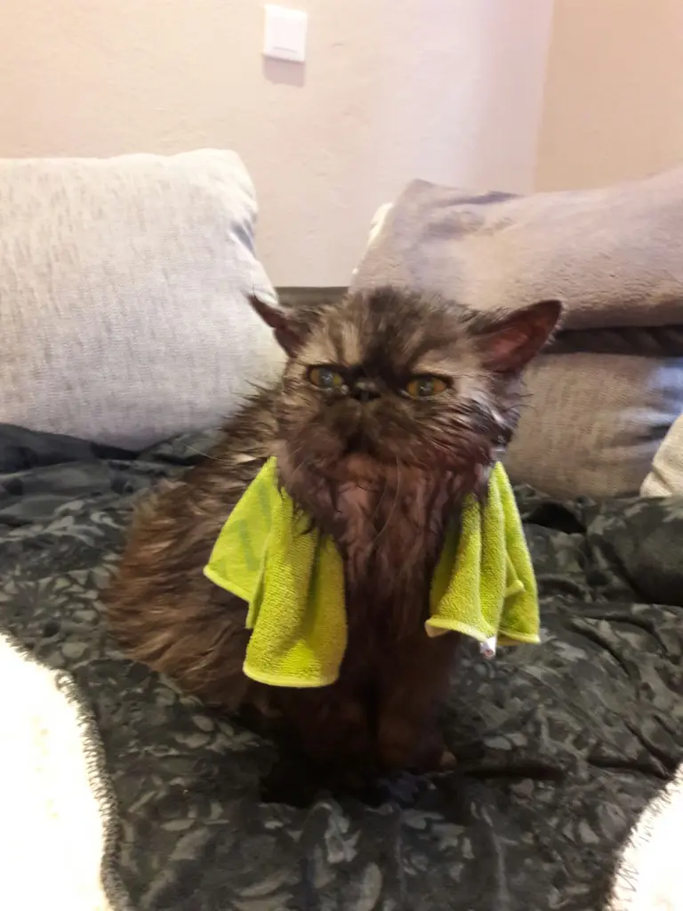 Condolence image of Nancy DANKE an ALLE