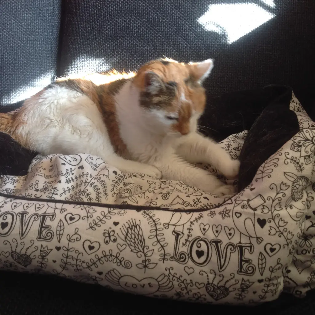 Condolence image of Sabine mit Mimmi im Herzen