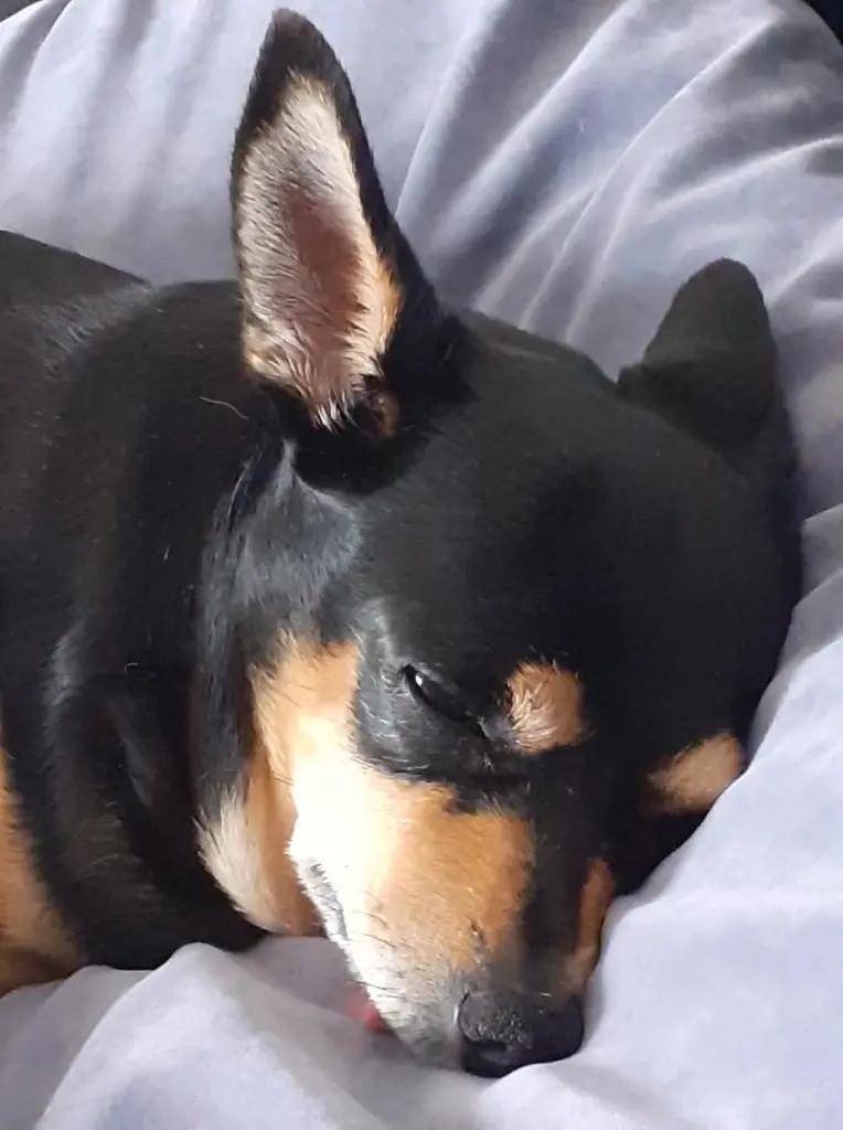 Andachtsbild von Julia