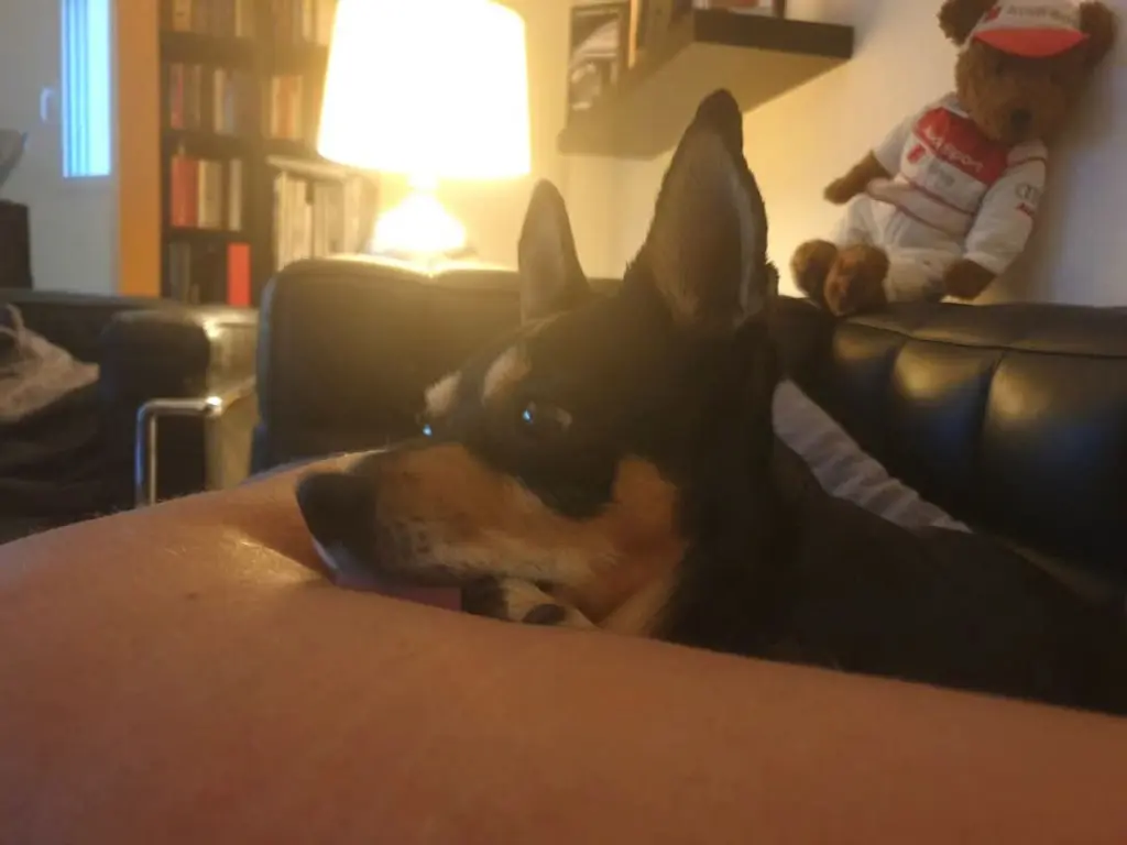 Andachtsbild von Julia