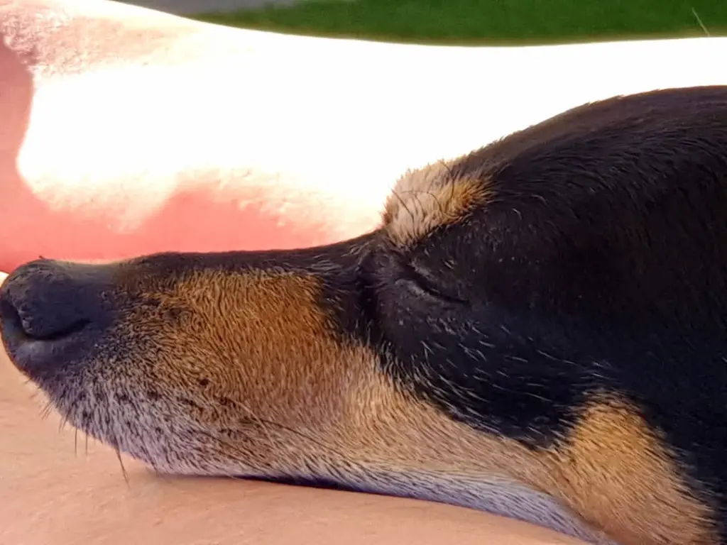 Andachtsbild von Julia