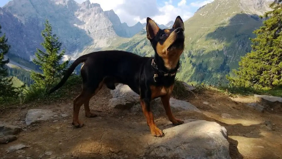 Andachtsbild von Julia