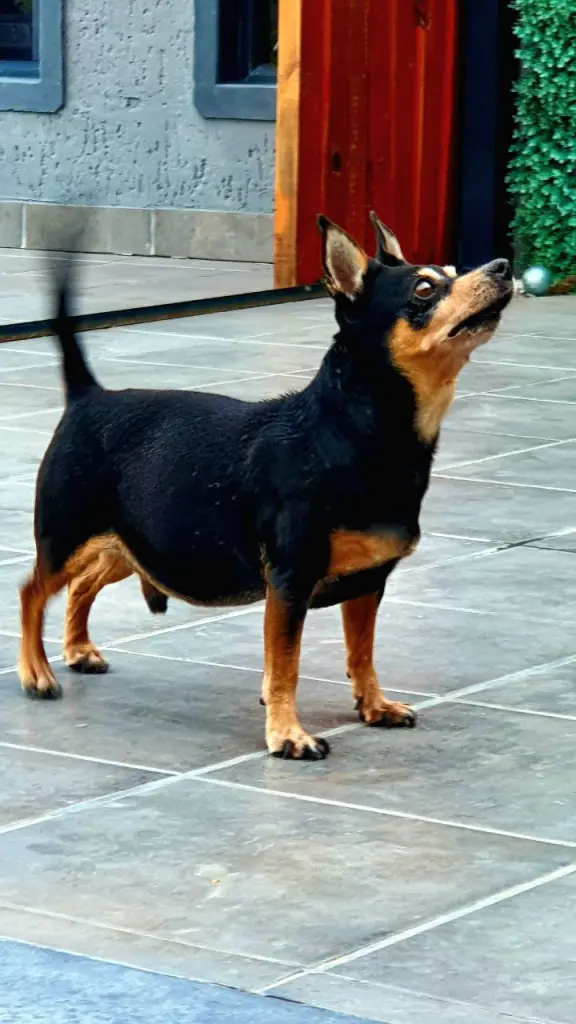 Andachtsbild von Julia