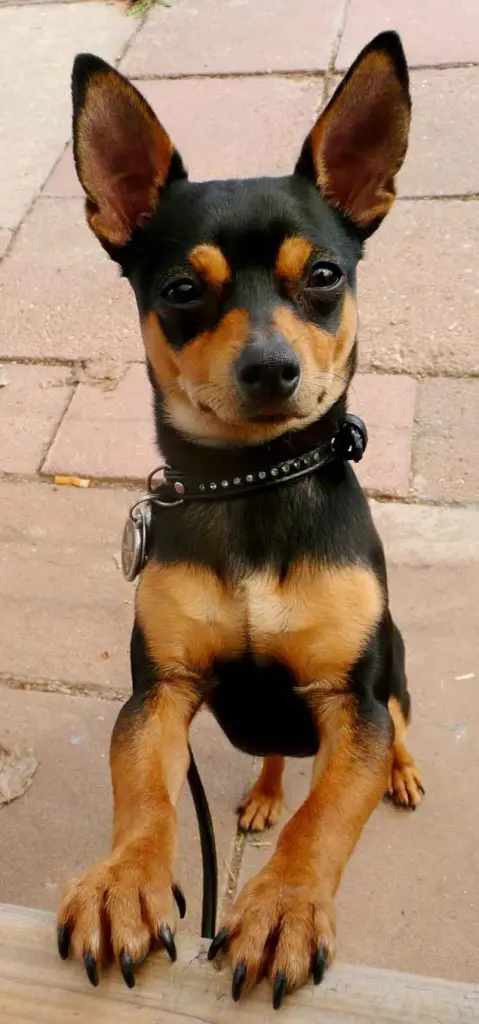 Andachtsbild von Julia