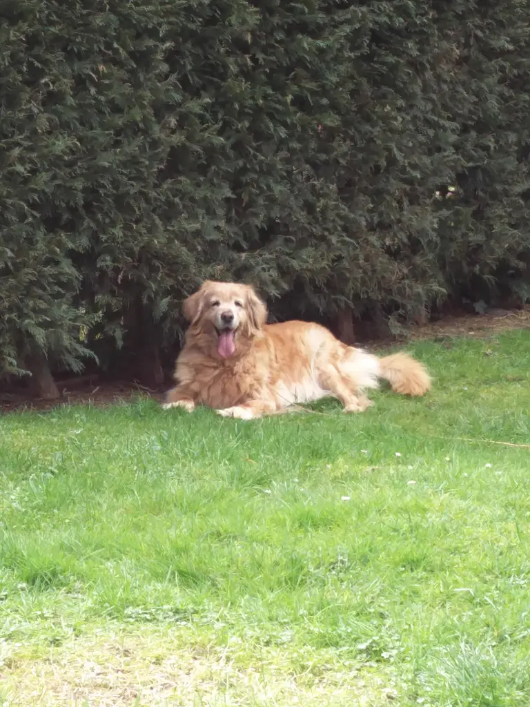 Condolence image of Michael mit Alesca