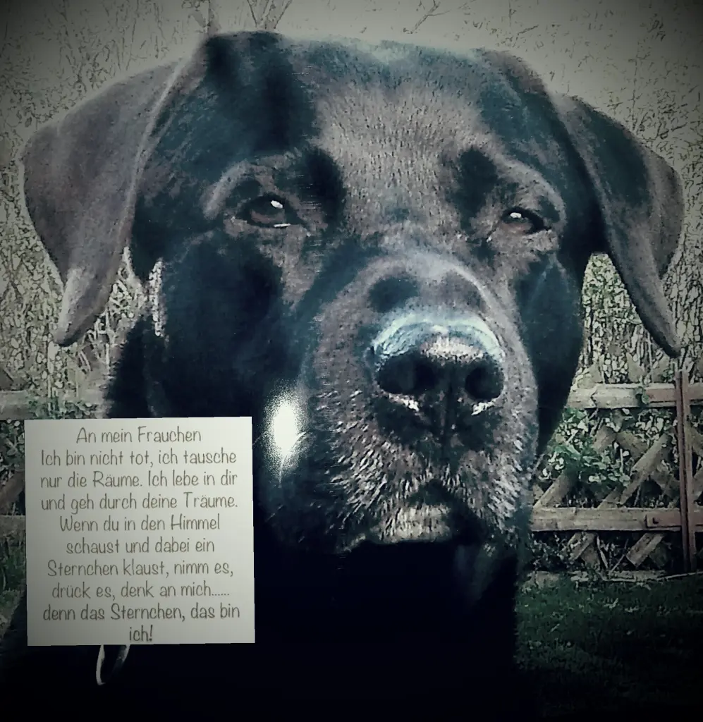 Condolence image of Marion mit Capper  im Herzen 