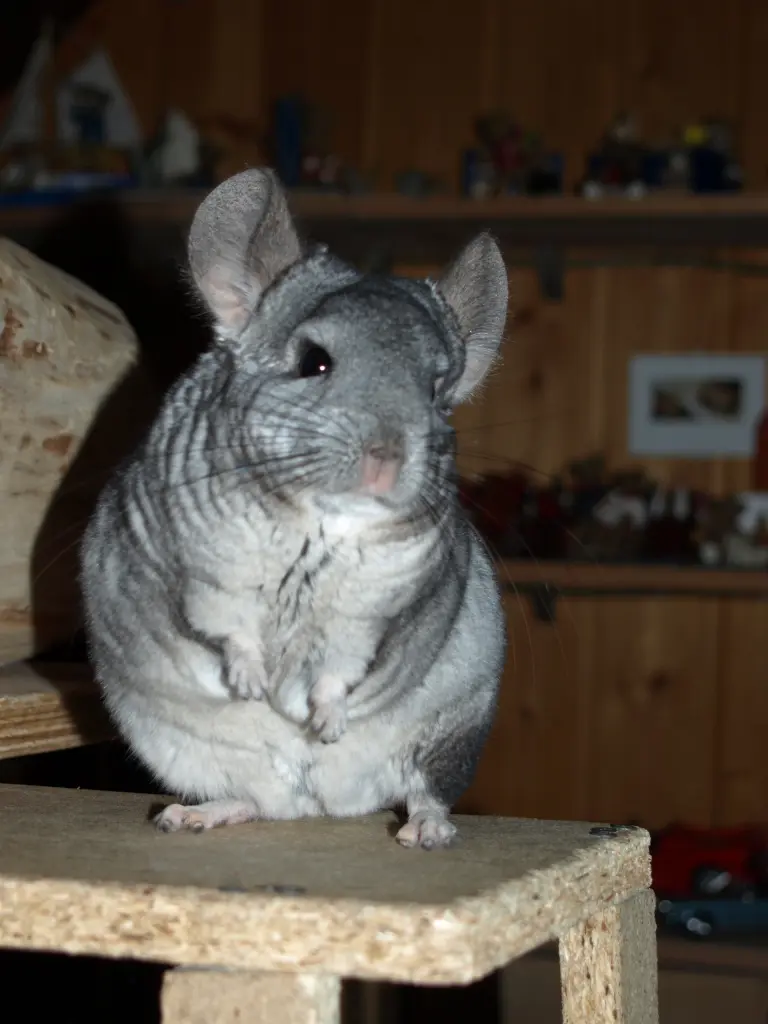 Condolence image of Stefanie und Dirk mit Mausi im Herzen