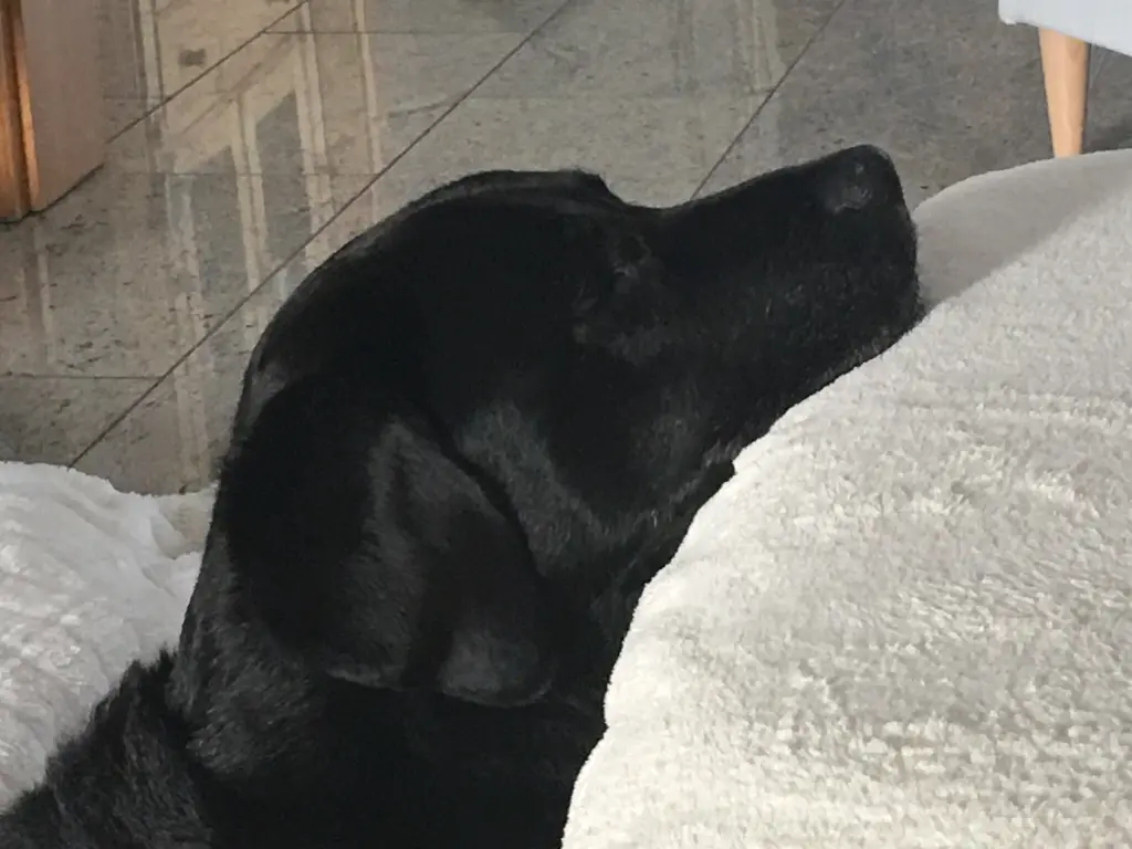 Condolence image of Heidi mit Buddy tief im Herzen