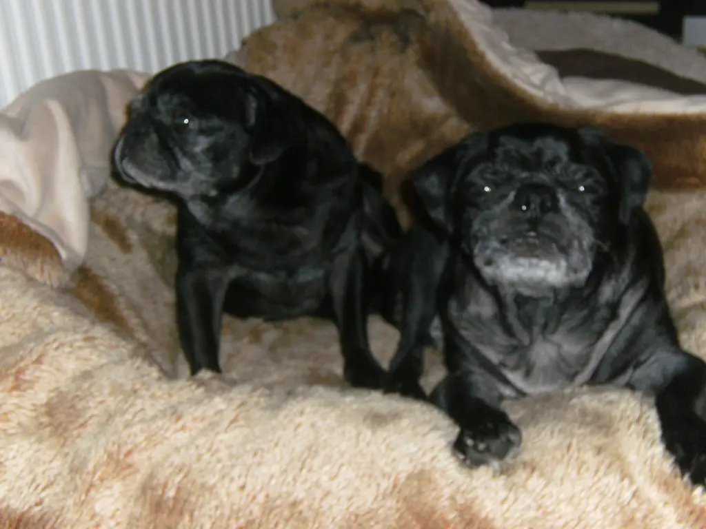 Condolence image of Cornelia mit Bruno & Barni im Herzen