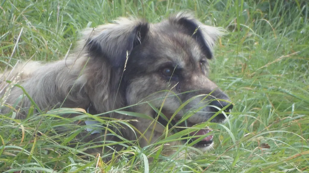 Condolence image of Nicole mit Janto im Herzen