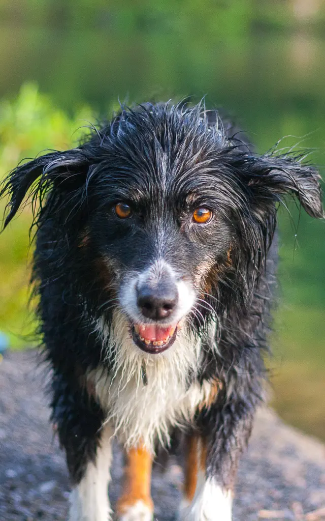 Condolence image of Gero