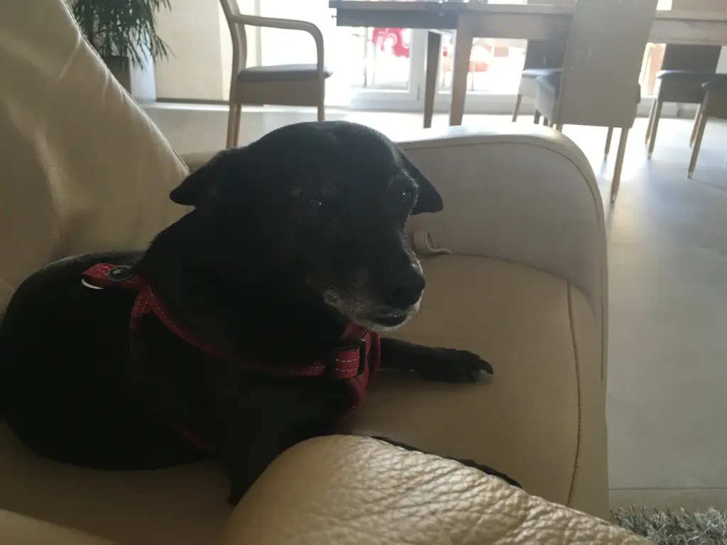 Condolence image of Alexandra mit Annicka im Herzen ??