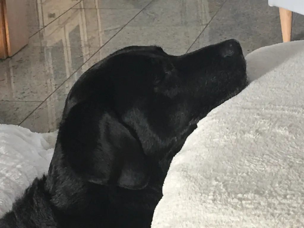 Condolence image of Heidi mit Buddy tief im Herzen