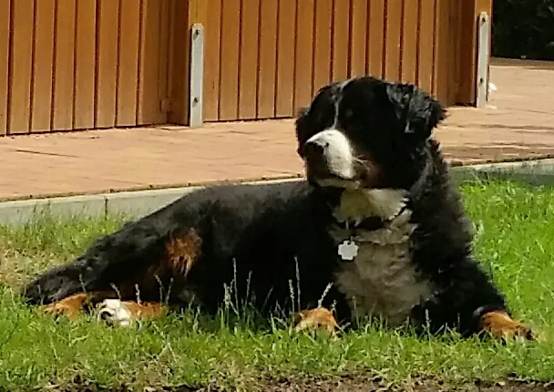 Condolence image of Dorin mit Mephisto im Herzen