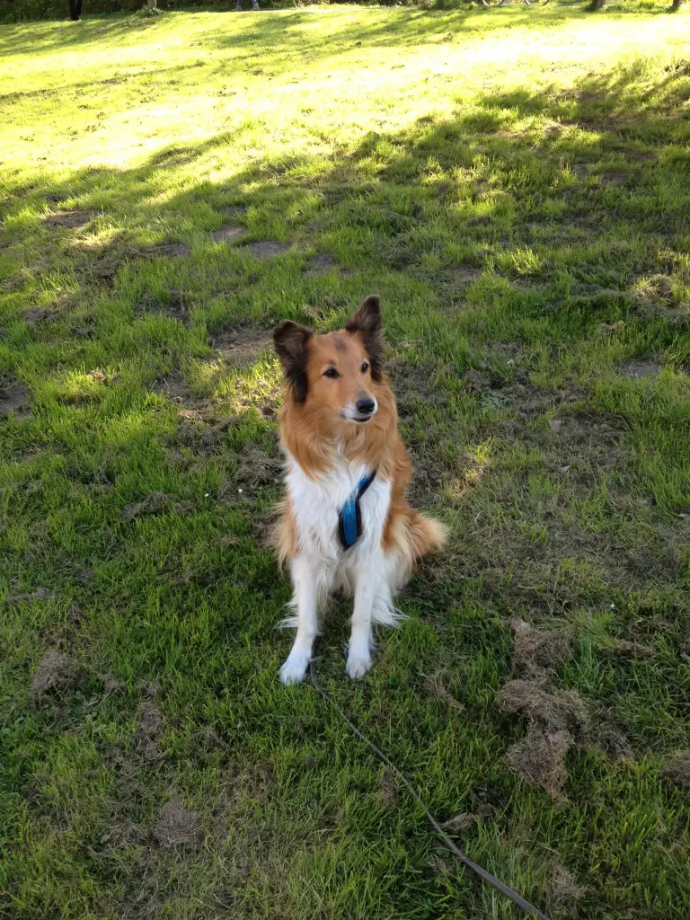 Condolence image of Katharina mit Merle im Herzen