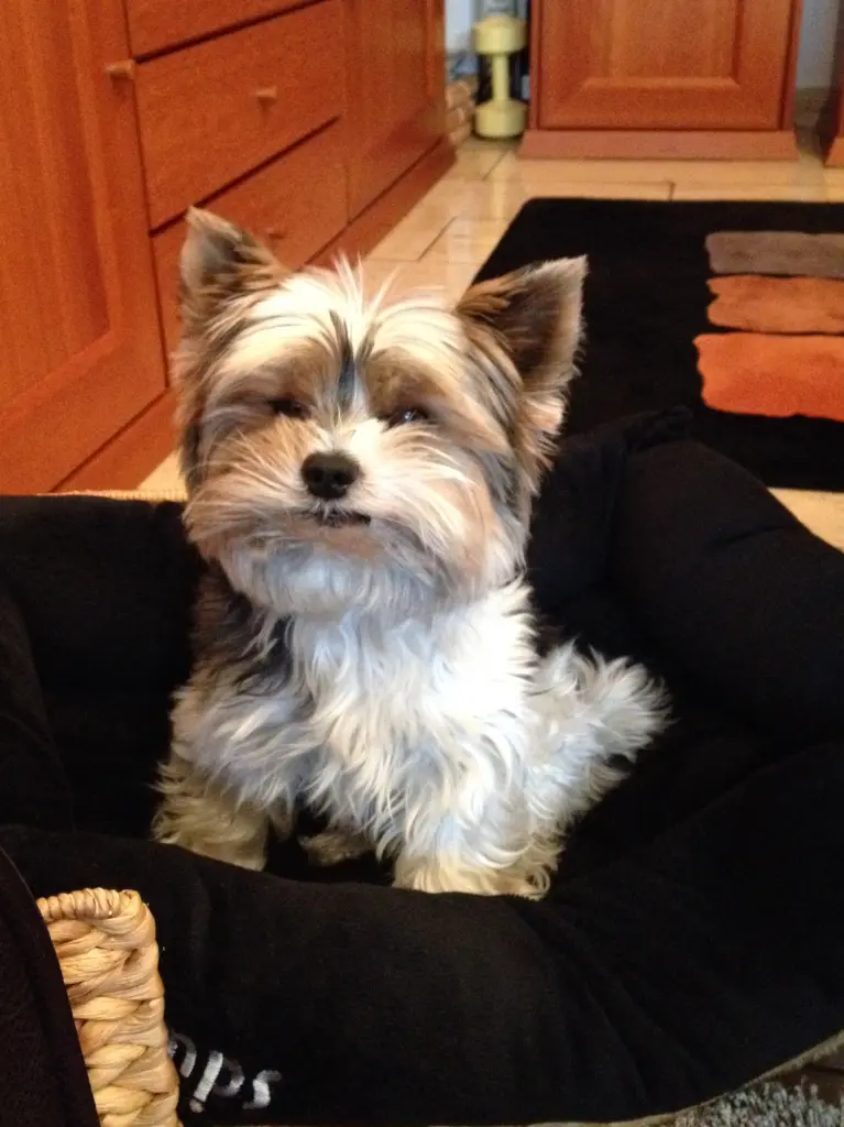 Condolence image of Beate mit Herzenshund Fritzi