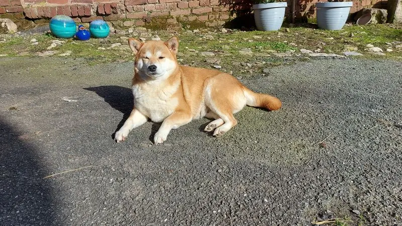 Condolence image of Anja Gmeiner 