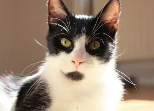 Image from Zorro