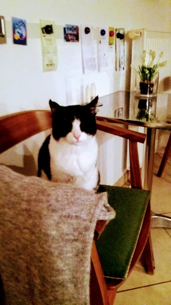 Condolence image of Monika mit Seelenkater Carlo tief im Herzen gestorben am 10. Juli 2017