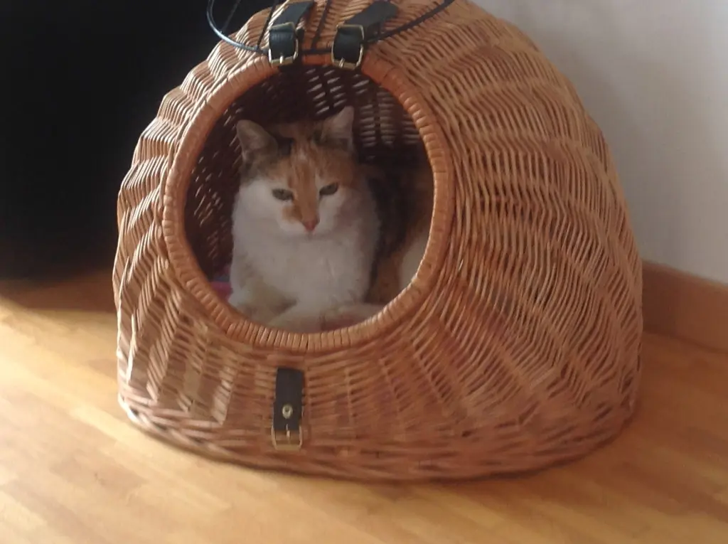 Condolence image of Sabine mit Mimmi im Herzen