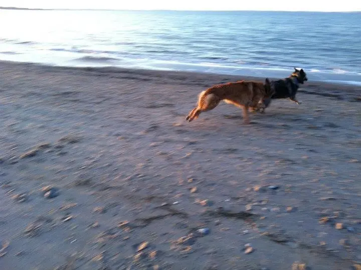 Condolence image of Sanni mit Abby