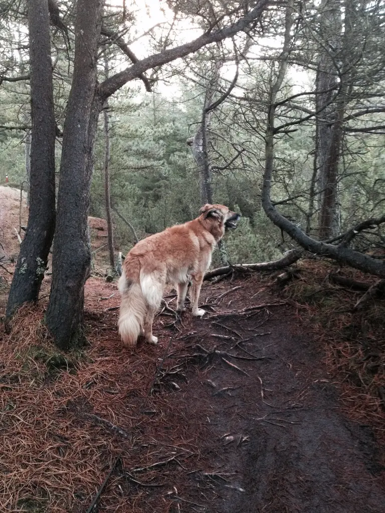 Condolence image of Melanie 