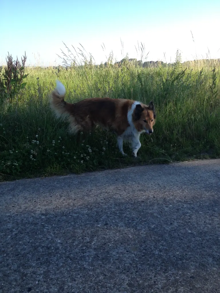 Andachtsbild von Katharina mit Merle im Herzen