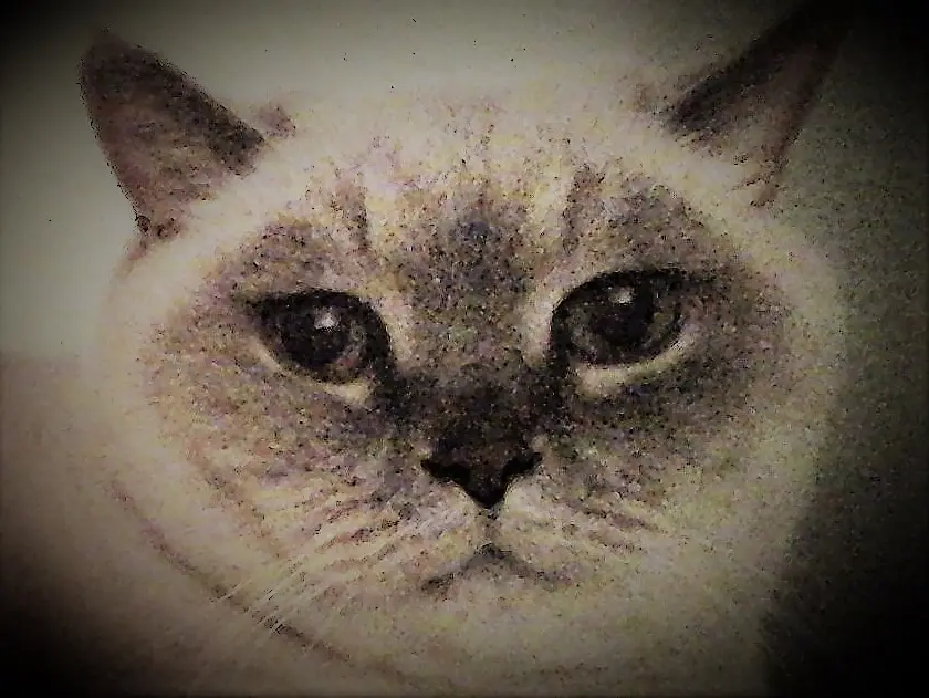 Image from Ivi