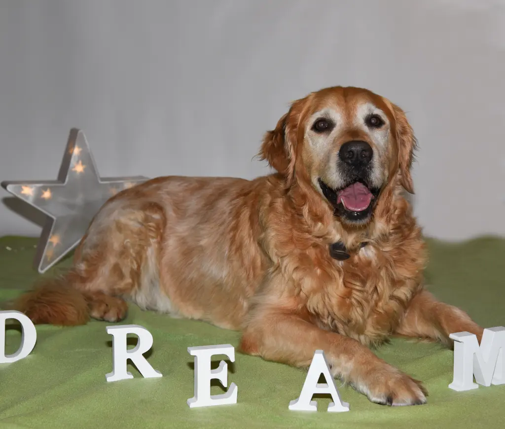 Condolence image of Micha mit Cäsar im Herzen