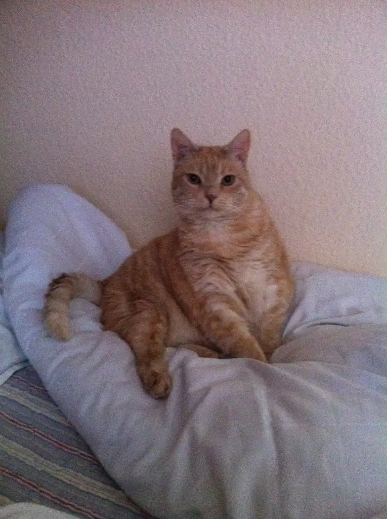 Andachtsbild von Angela mit Sully und Nakipa meine Seelentiere