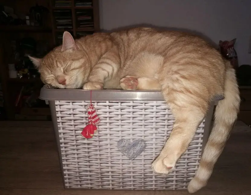 Bild von Emil "Ömele"