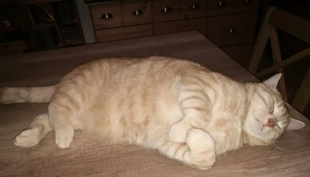 Bild von Emil "Ömele"