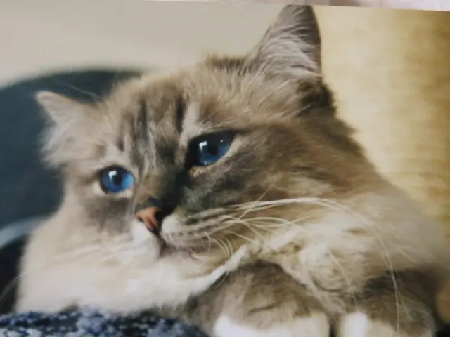 Condolence image of Uschi und Seelenkater Merlin