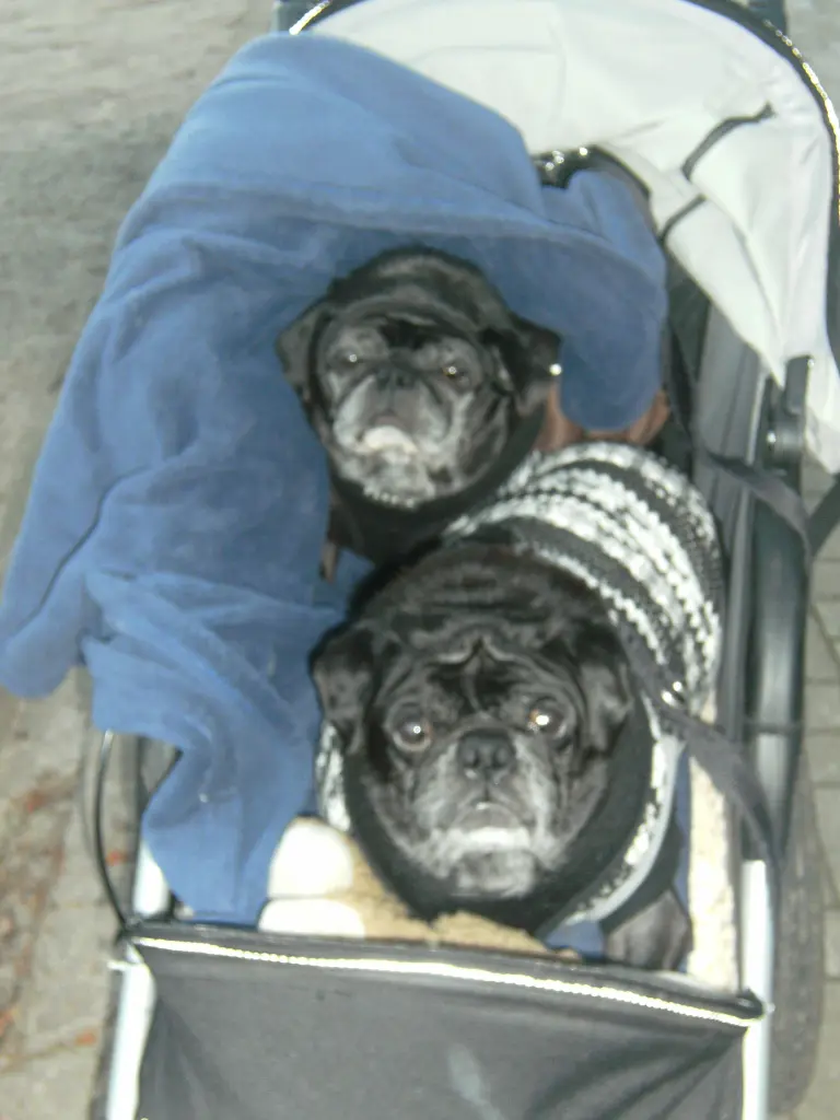 Condolence image of Cornelia mit Bruno & Barni im Herzen