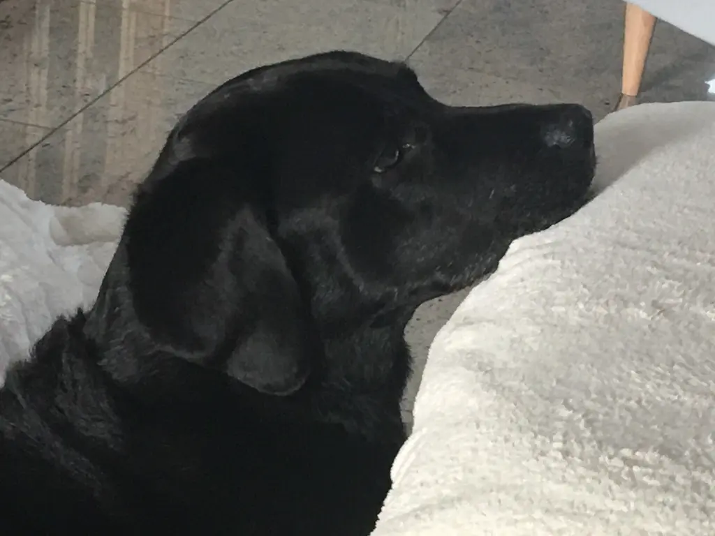 Condolence image of Heidi mit Buddy tief im Herzen