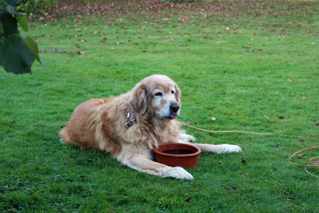 Condolence image of Michael mit ALESCA (+27.11.2017)