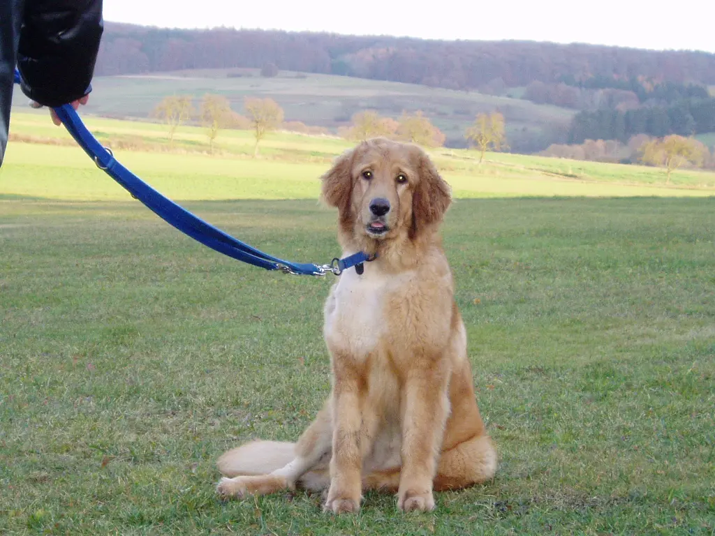 Condolence image of Michael mit Alesca +27.11.2017