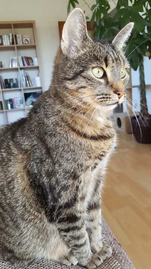 Image from King Coffee