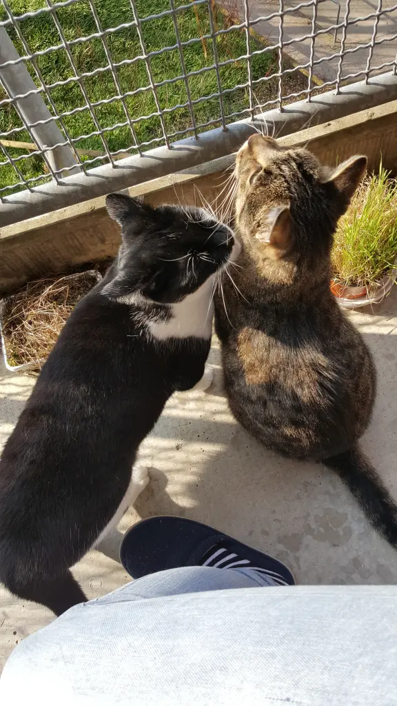 Image from King Coffee