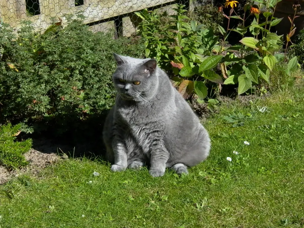 Andachtsbild von Hans u. Sibylle mit Momo † 13.11.2017