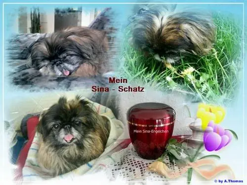 Image from meine unvergessene Sina