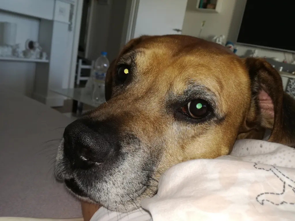 Image from Butch