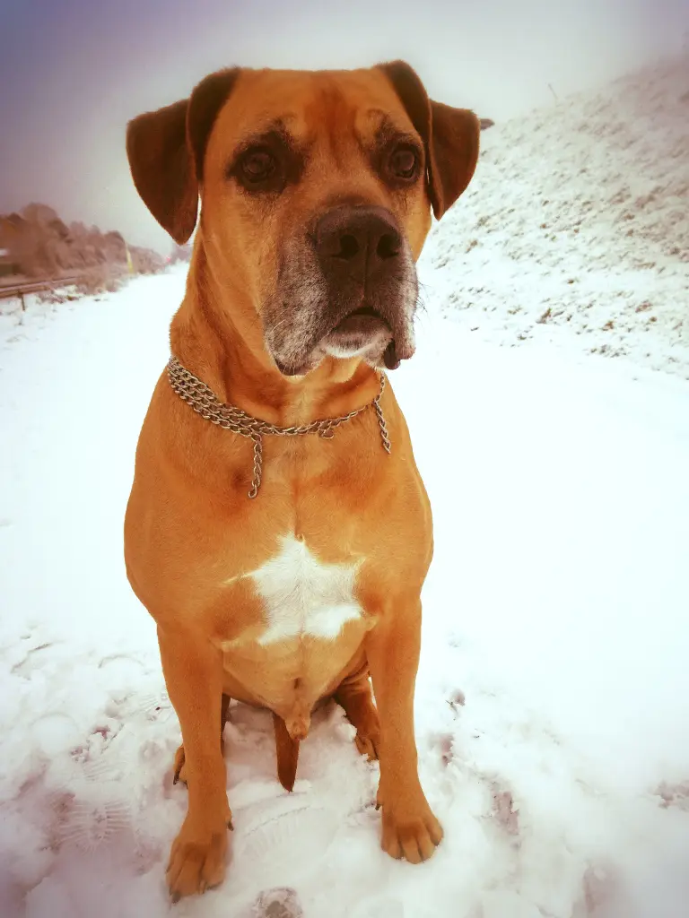 Image from Butch