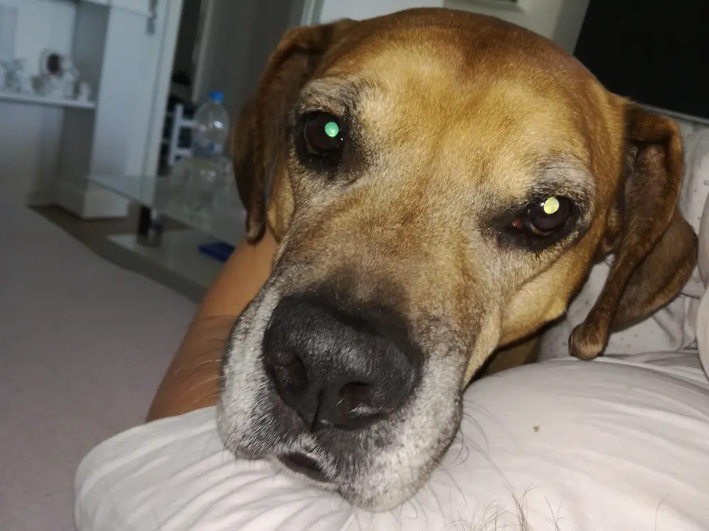 Image from Butch