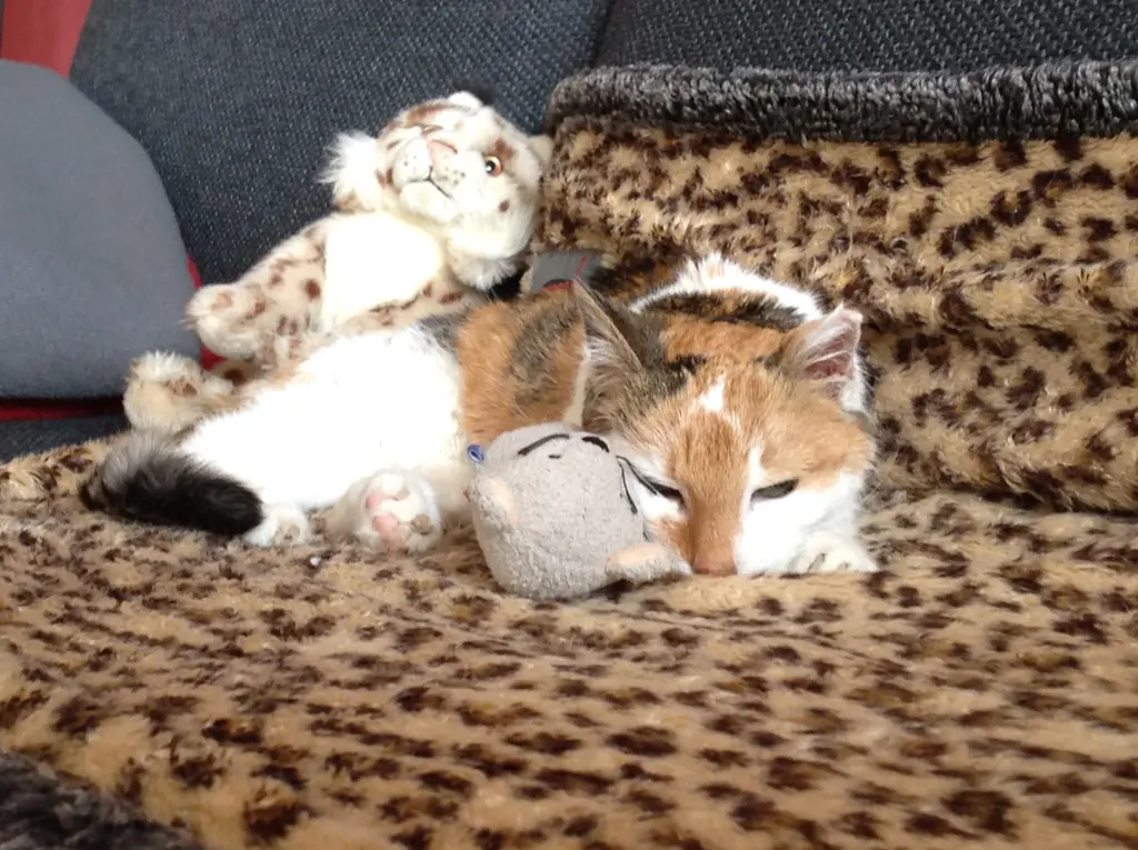 Condolence image of Sabine mit Mimmi im Herzen