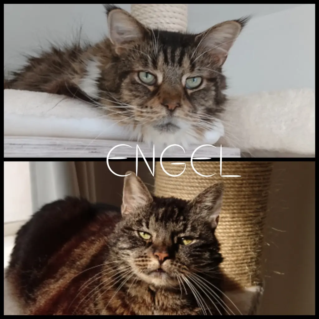 Condolence image of Miriam mit Lilly und Joyce tief im Herzen