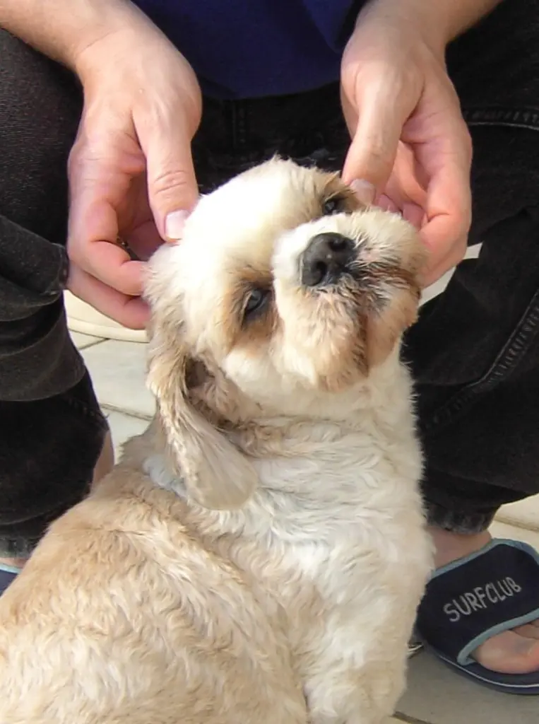 Condolence image of Marika mit Balou und Hippo im Herzen