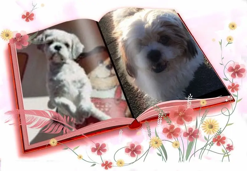 Condolence image of Marika mit Balou und Hippo im Herzen