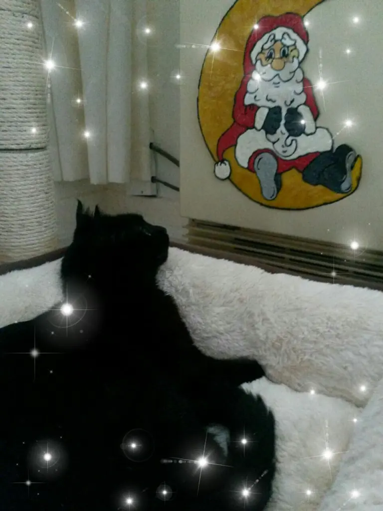 Condolence image of Anja mit Joy im Herzen ❤