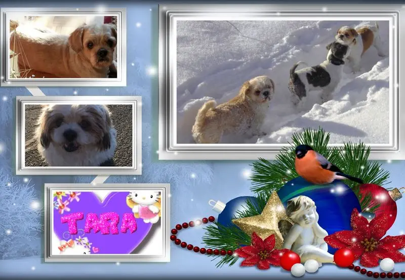 Condolence image of Marika mit Balou und Hippo im Herzen